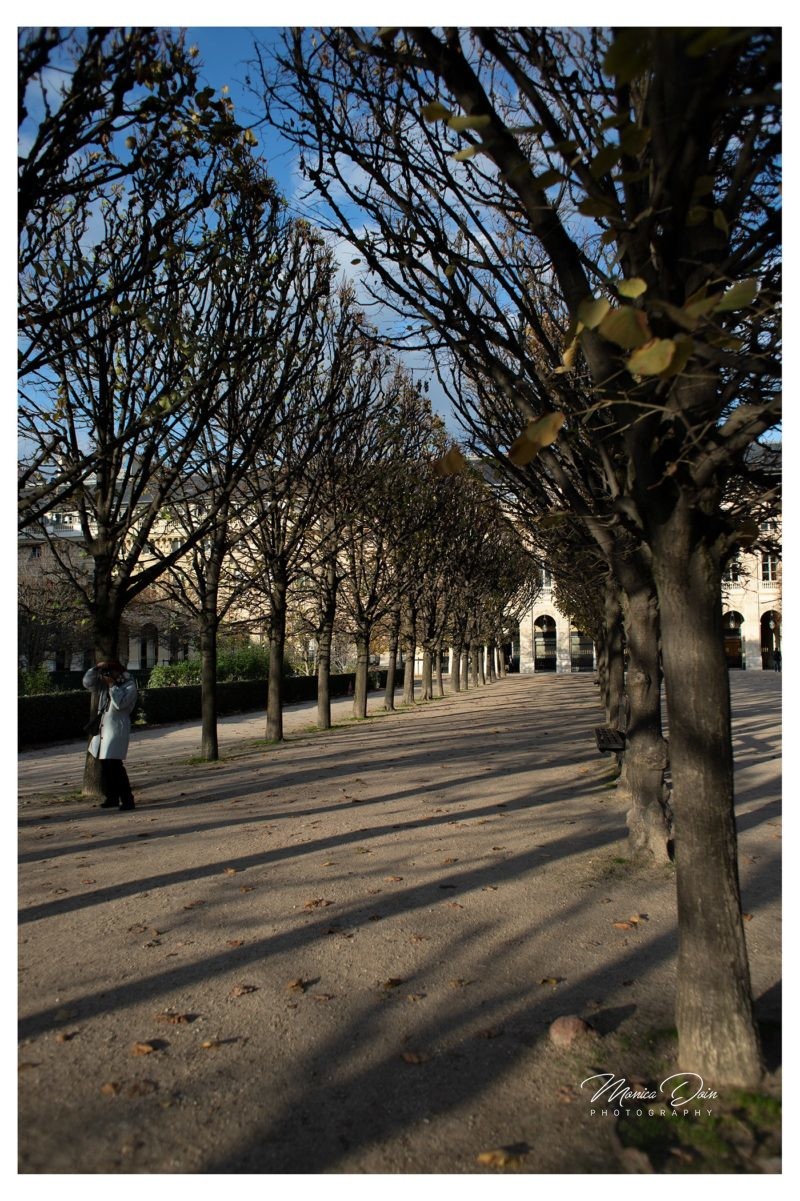 Still Lines and Shades